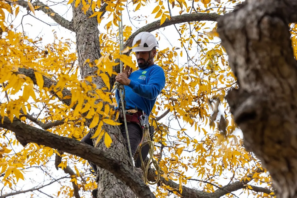 Skilled Tree Trimming crew working in Benton